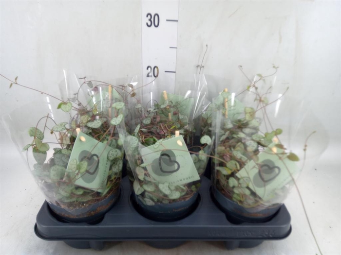<h4>Ceropegia woodii ssp. woodii</h4>