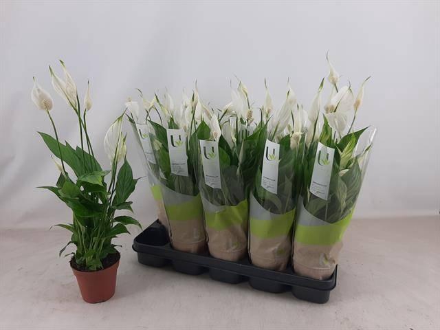 <h4>SPATH TORELLI</h4>