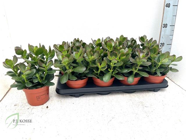 Crassula Ovata 12Ø 20cm