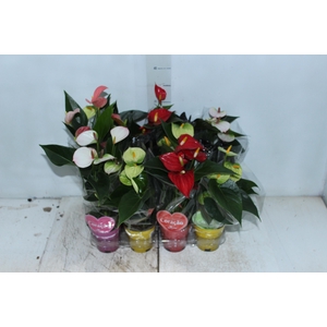 ANTHURIUM VARIADO P09
