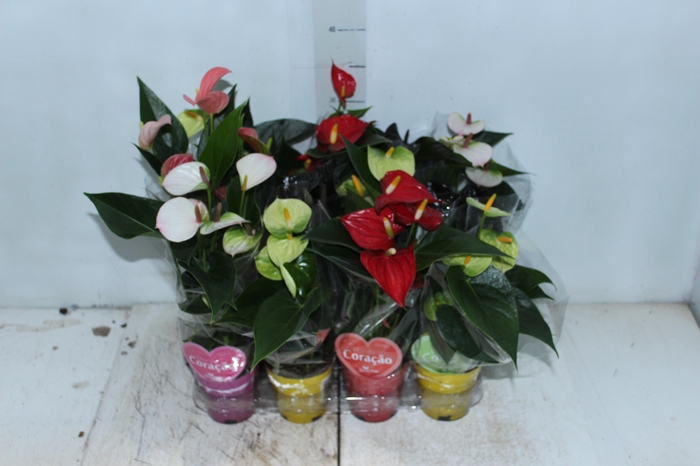 <h4>ANTHURIUM VARIADO P09</h4>