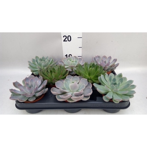 Echeveria   ...mix
