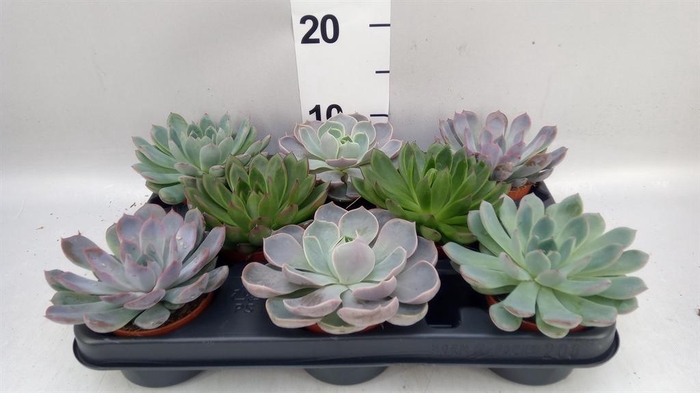 <h4>Echeveria ...mix</h4>