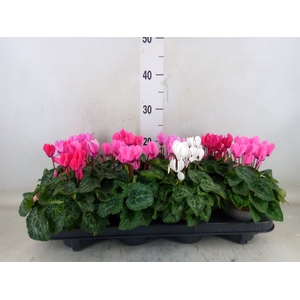 Cyclamen KL 'Macaron'