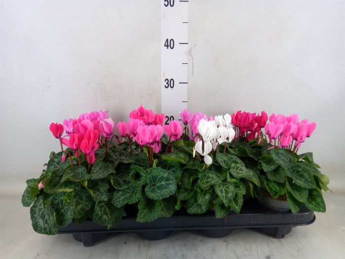 <h4>Cyclamen KL 'Macaron'</h4>