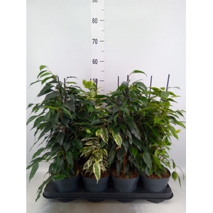 Ficus benja.   ...mix