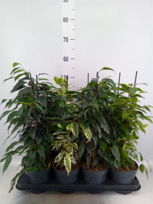 <h4>Ficus benja.   ...mix</h4>
