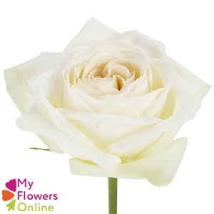 R Gr White O Hara White 50cm EC