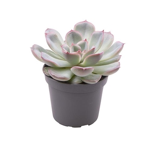 ECHEVERIA-HYBRID P6