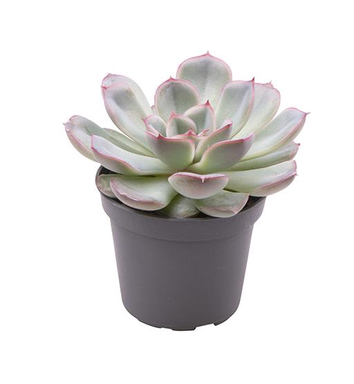 <h4>ECHEVERIA-HYBRID P6</h4>