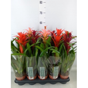 Guzmania   ...mix
