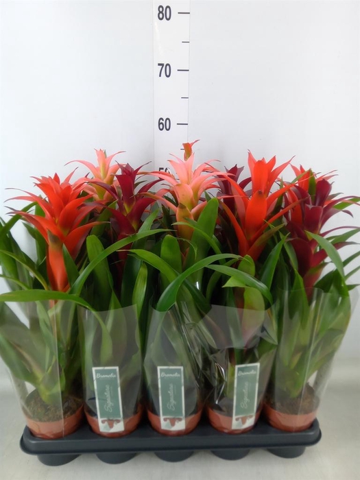 <h4>Guzmania   ...mix</h4>