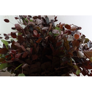 Fagus Sylvatica Rood