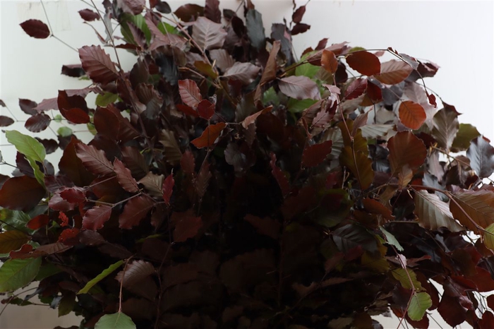 <h4>Fagus Sylvatica Rood</h4>