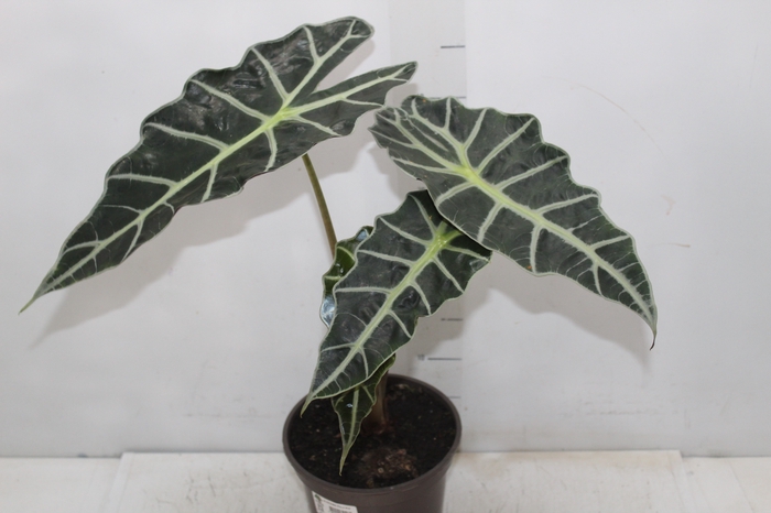 <h4>ALOCASIA POLLY P17</h4>