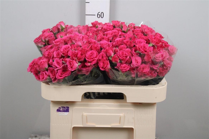 <h4>R Tr Lovely Lydia</h4>