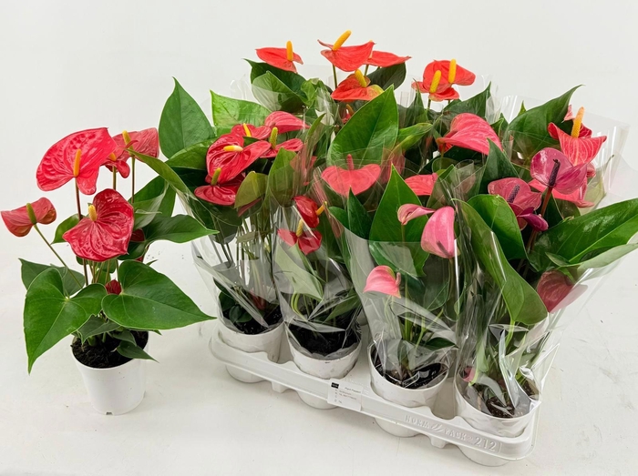 <h4>ANTHU AN GEM 5 KL</h4>