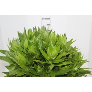 FOLHAGEM DRACENA PLEOMELE VERDE
