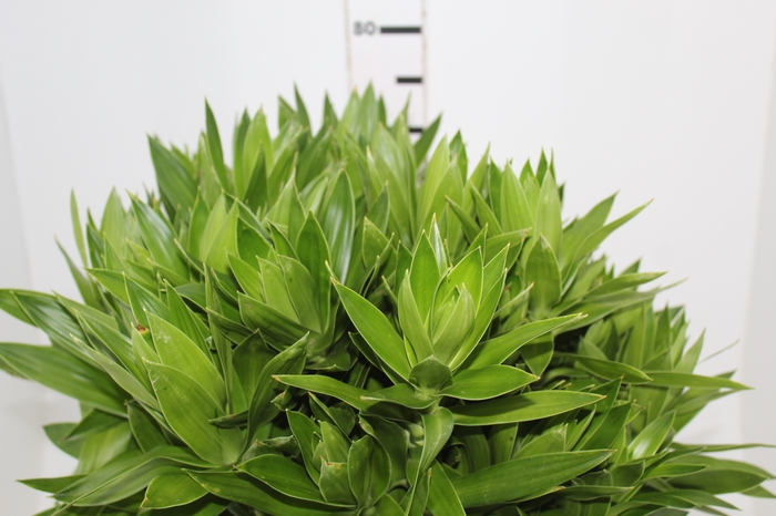 <h4>FOLHAGEM DRACENA PLEOMELE VERDE</h4>