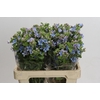 Oxypetalum Tweedia Blue