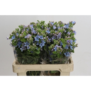 Oxypetalum Tweedia Blue