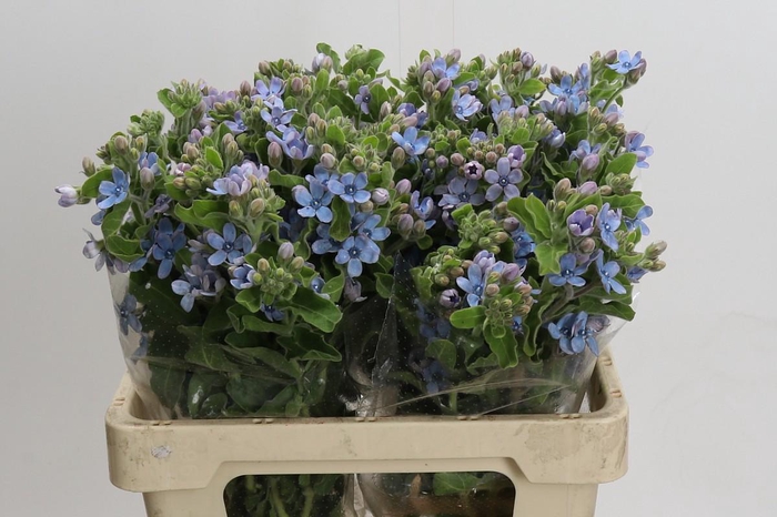 <h4>Oxypetalum Tweedia Blue</h4>