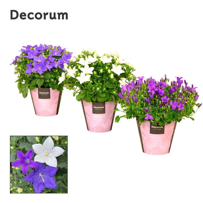 <h4>Campanula Mix 1 Decorum</h4>