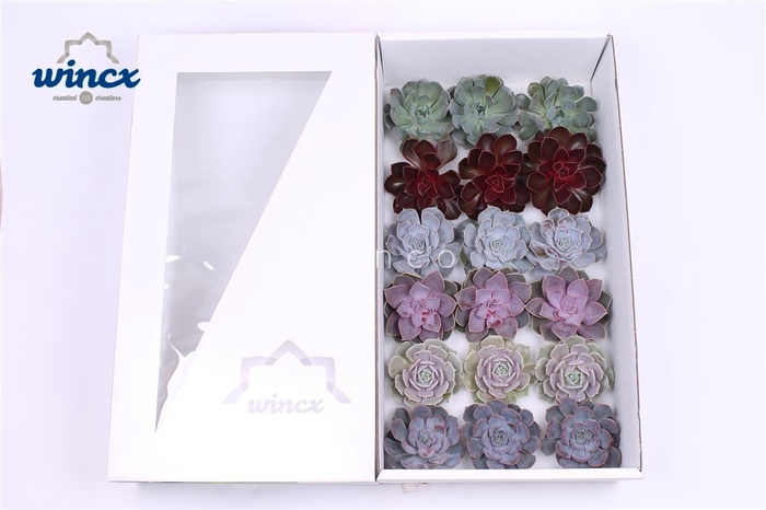 Echeveria Love Mix (wincx) Cutfl ( 6 Spcs) Wincx-8cm