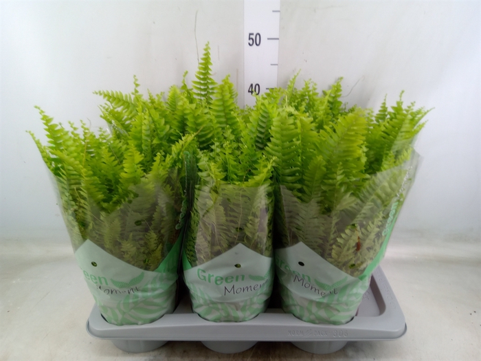 <h4>Nephrolepis exal. 'Green Moment'</h4>