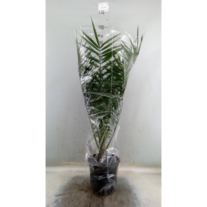 Phoenix canariensis