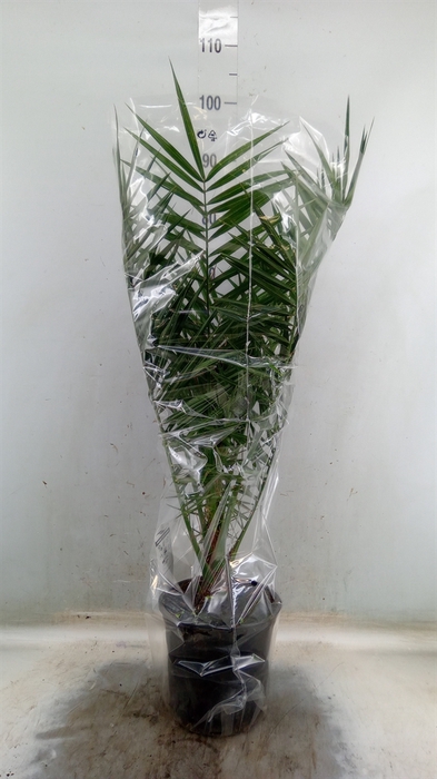 <h4>Phoenix canariensis</h4>