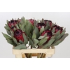 Protea Barbigera Ruby Princess Air