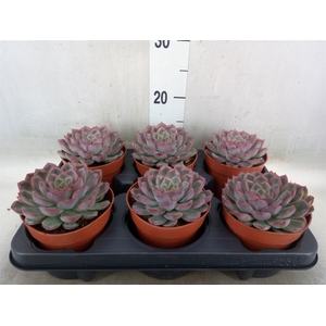 Echeveria   ...