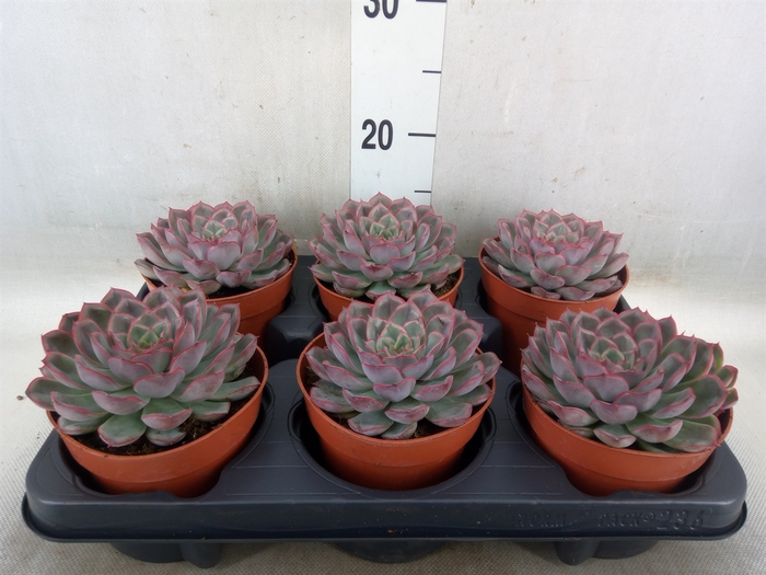 <h4>Echeveria   ...</h4>