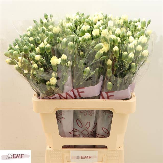 <h4>DI TR XANTHE</h4>