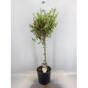 Olea europaea