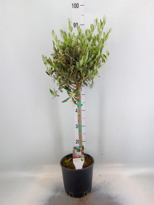 <h4>Olea europaea</h4>