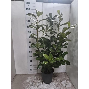 PRUN LA ROTUNDIFOLIA