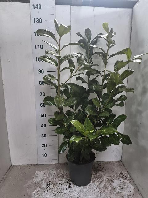 <h4>PRUN LA ROTUNDIFOLIA</h4>