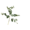 Eucalyptus Cinerea Green