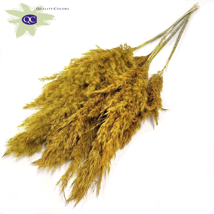 Pampas Grass 100cm 5st/bunch Yellow