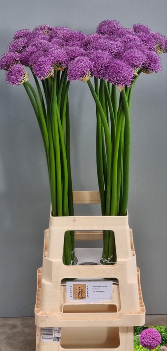 <h4>ALLIUM GLADIATOR</h4>