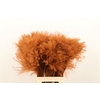 Dried Stipa Feather Brown P Stem