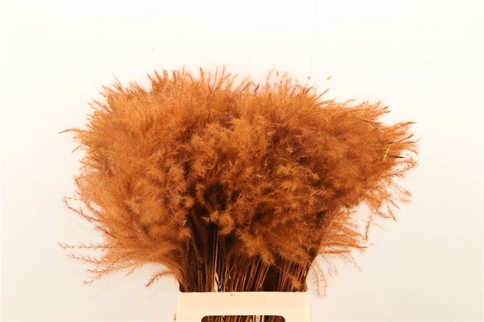 Dried Stipa Feather Brown P Stem