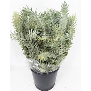 Mimosa Luna di Argento