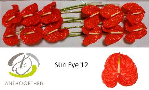 <h4>ANTH A SUN EYE</h4>