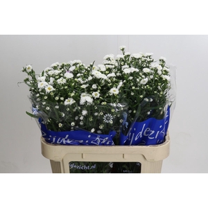Aster Cassy