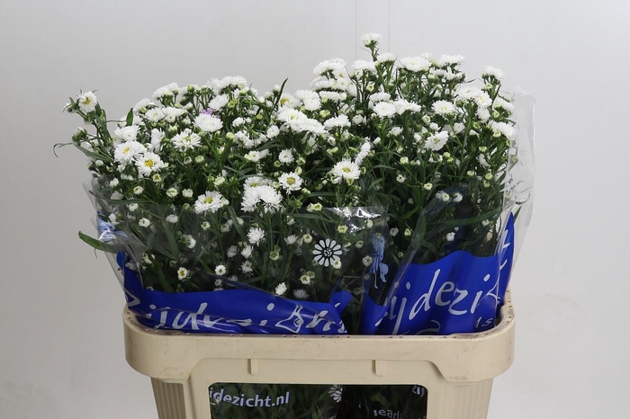 Aster Cassy