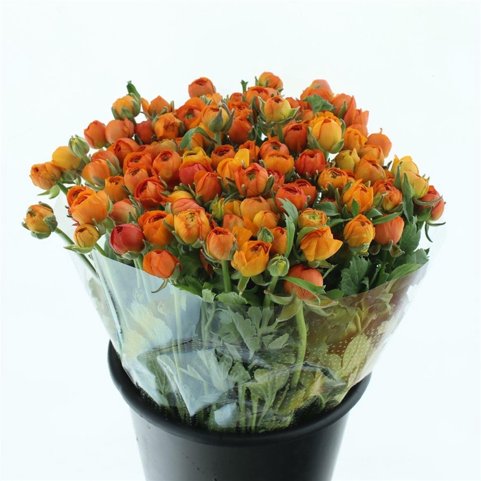 <h4>Ran El Orange</h4>