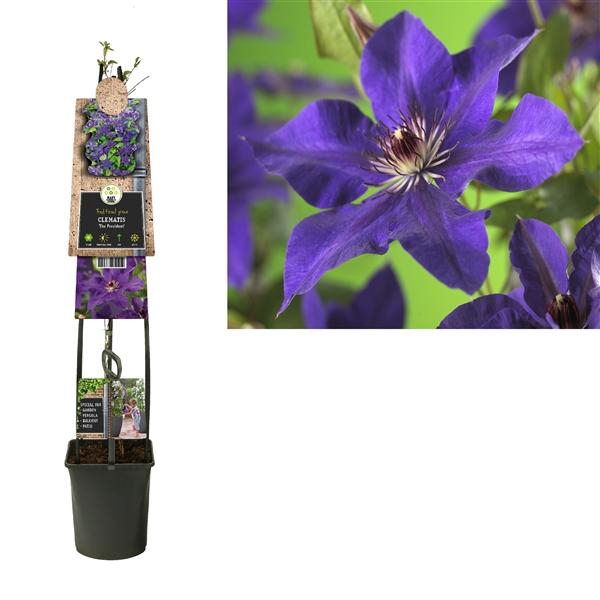 <h4>Clematis 'The President' +3.0 label</h4>